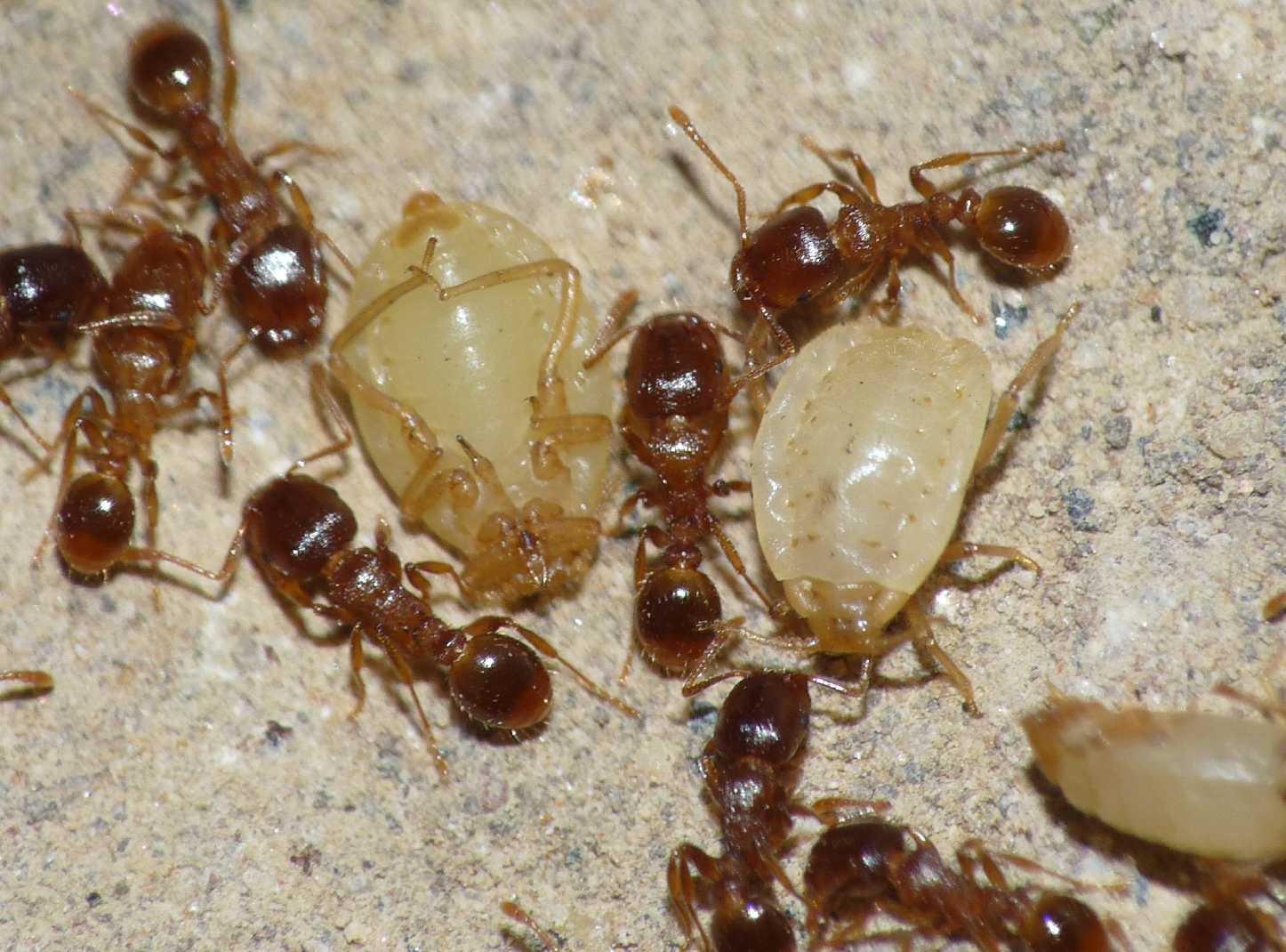 Aphididae ospiti delle formiche Tetramorium : Paracletus cimiciformis